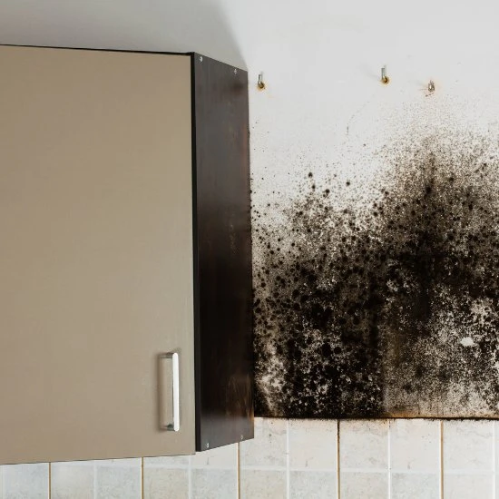 Mold Inspection Testing Poughkeepsie Dutchess County NY